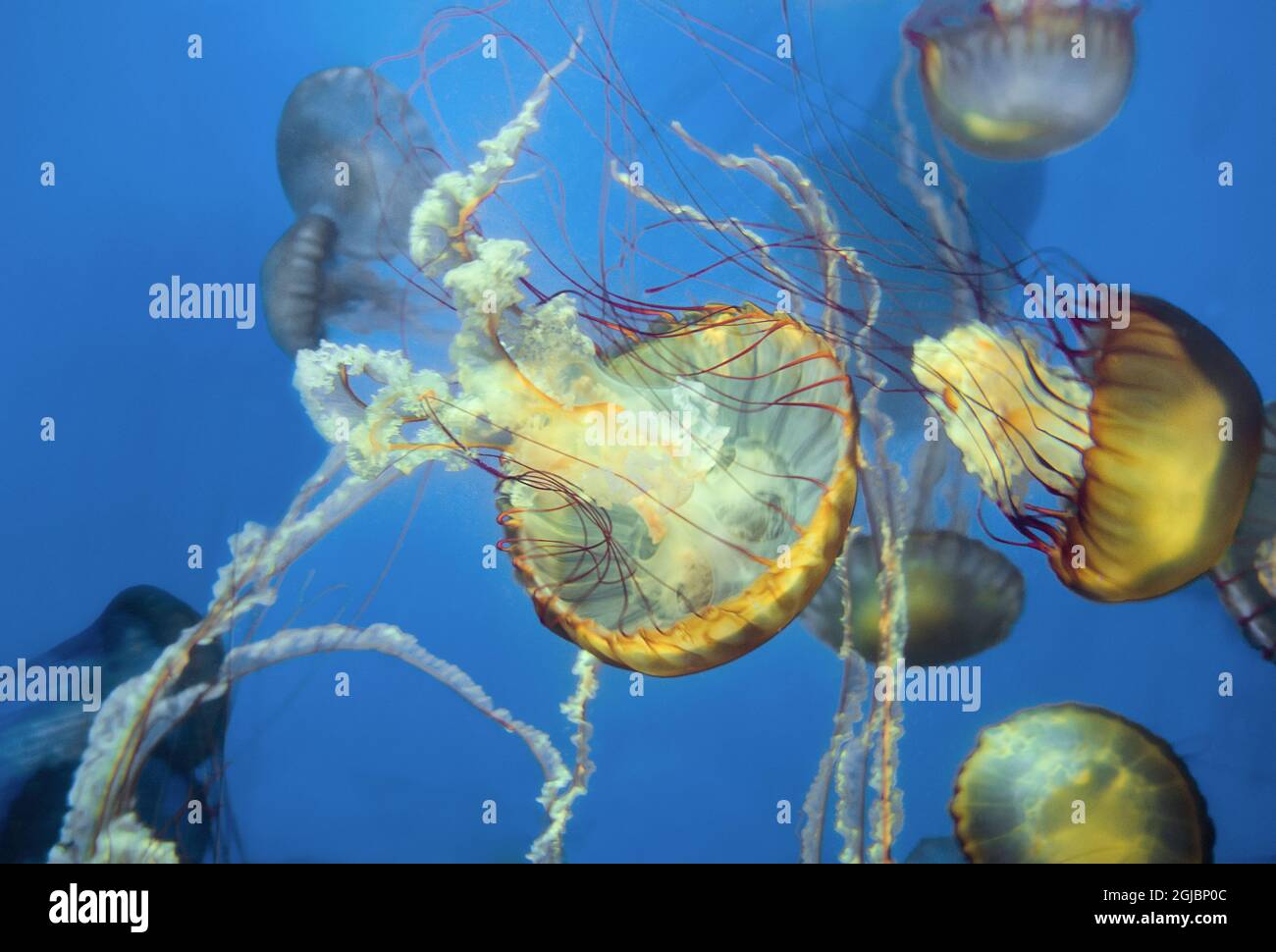 USA, Kalifornien, Long Beach. Im Long Beach Aquarium schweben pazifische Nesselquallen. Stockfoto