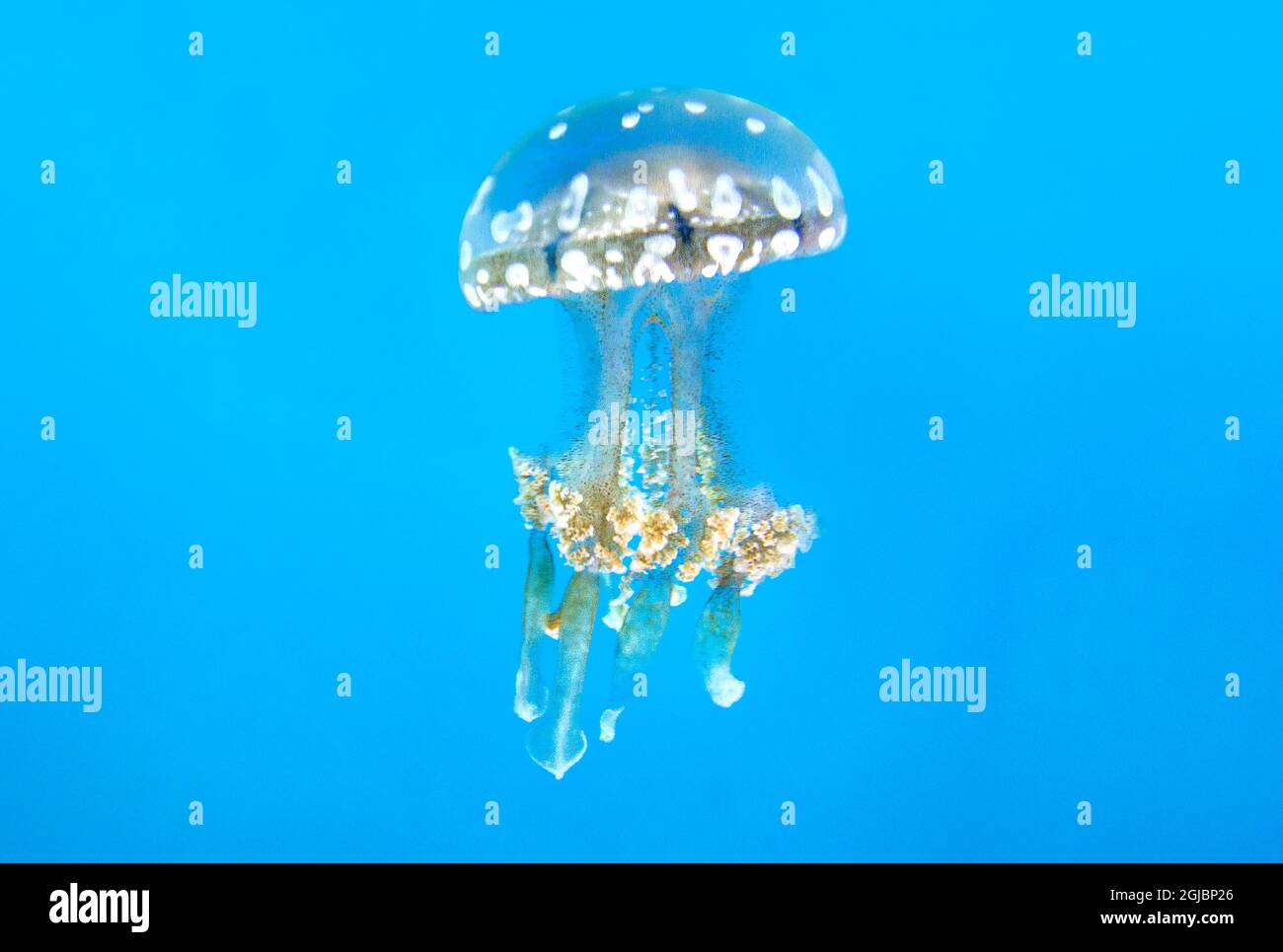 USA, Kalifornien, Long Beach. Gefleckte Quallen schweben im Long Beach Aquarium. Stockfoto