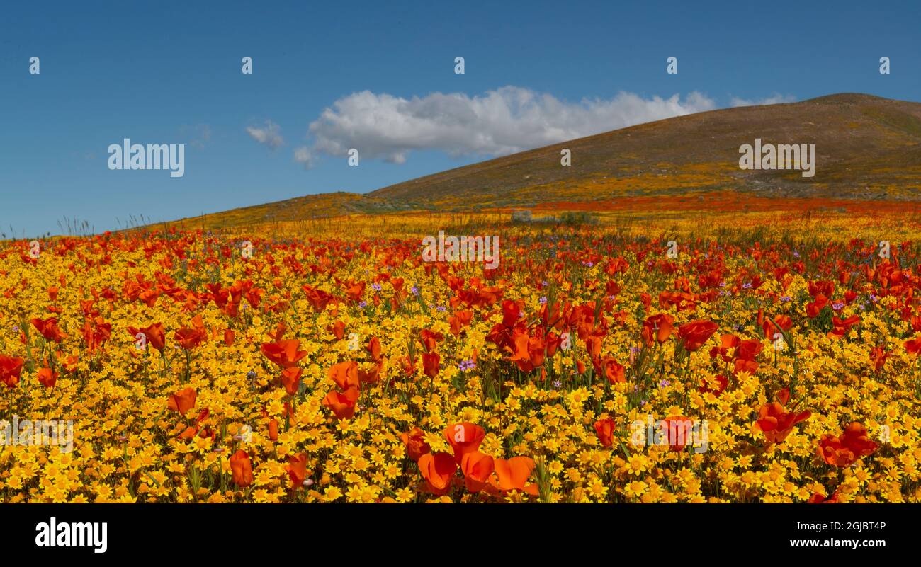 Wiesenpanorama gefüllt mit Goldfields und kalifornischem Mohn in der Nähe von Lancaster und Antelope Valley California Poppy Reserve Stockfoto