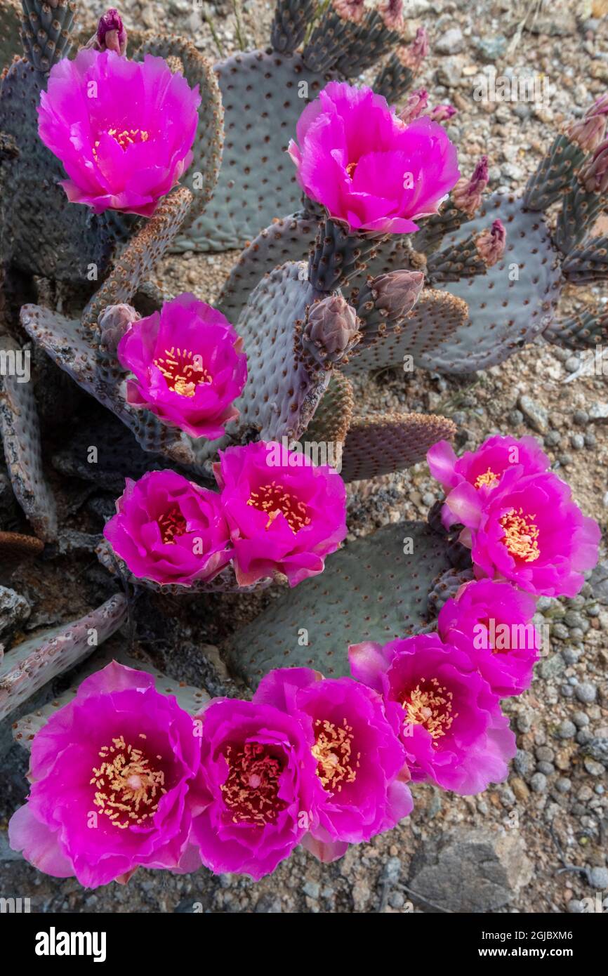 USA, Kalifornien. Blühender Kaktus aus stacheliger Birne, Mojave Trails National Monument. Stockfoto