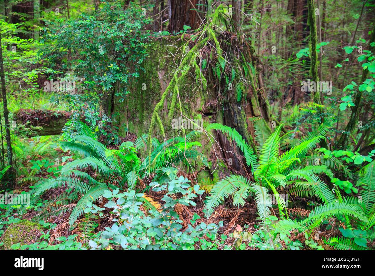 Im Lady Bird Johnson Grove im Redwood National Park befindet sich ein riesiger Redwood-Wald, der von Boston Farnen umgeben ist. Stockfoto