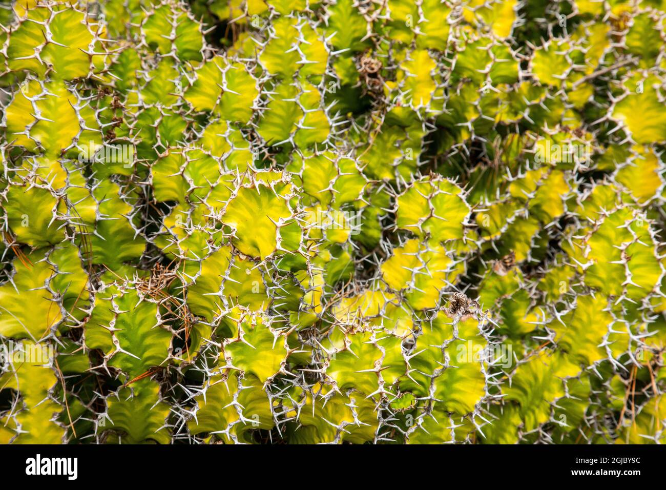 Diese Twisted-Spurge-Pflanze wird in den Mendocino Botanical Gardens in Kalifornien gefunden. Stockfoto