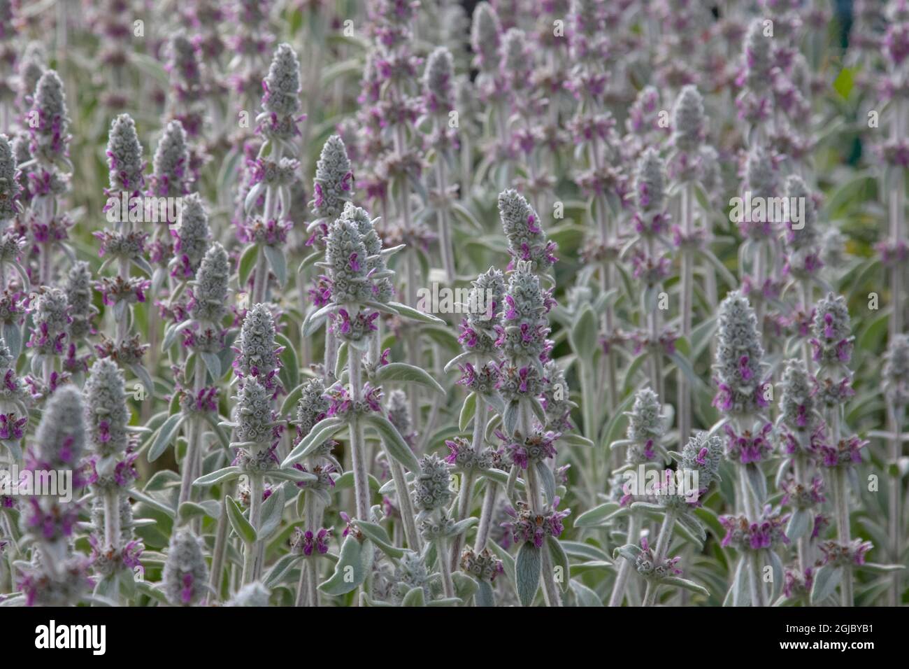 Heckenarten, die als Palestine Woundwort bekannt sind, werden kürzlich für ihre ätherischen Öle zu medizinischen Zwecken geerntet. Stockfoto