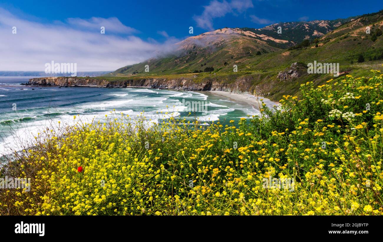 Wildblumen über Sand Dollar Beach, Los Padres National Forest, Big Sur, Kalifornien, USA. Stockfoto