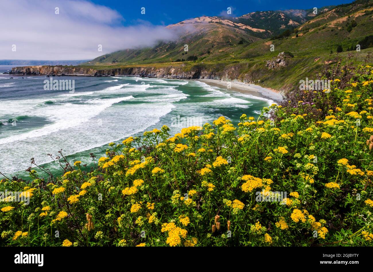 Wildblumen über Sand Dollar Beach, Los Padres National Forest, Big Sur, Kalifornien, USA. Stockfoto