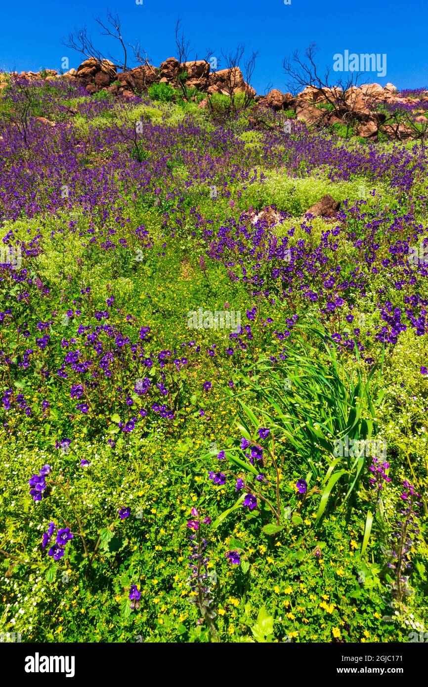 Wildblumen und Feuer beschädigten Bäume im Charmlee Wilderness Park, Malibu, Kalifornien, USA. Stockfoto