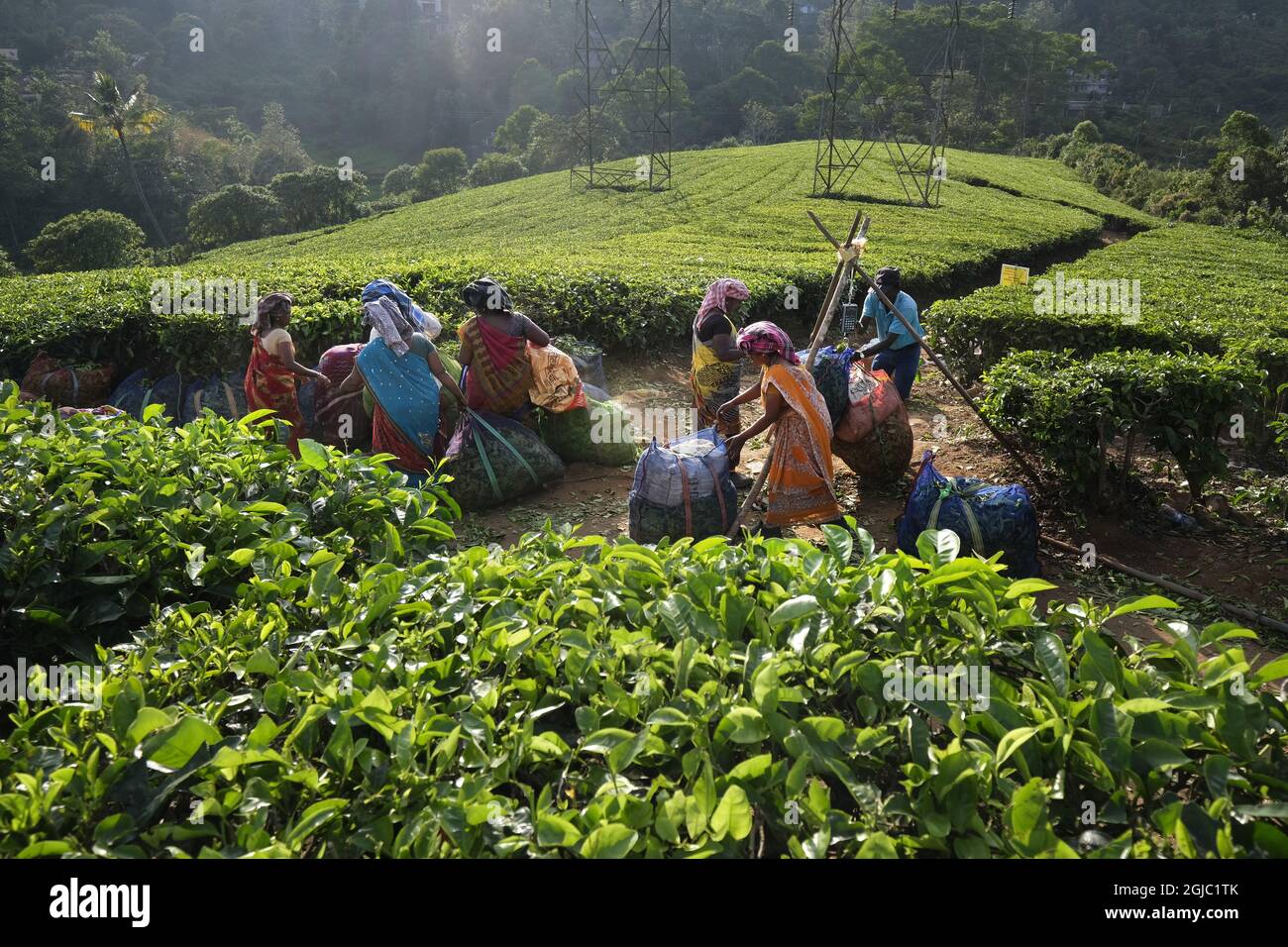 Erntepflücker Felder Pflanzen Arbeiter Arbeit Landwirtschaft Teeplantage Sacksäcke Munnar Foto: Soren Andersson / TT / kod 4573 Stockfoto