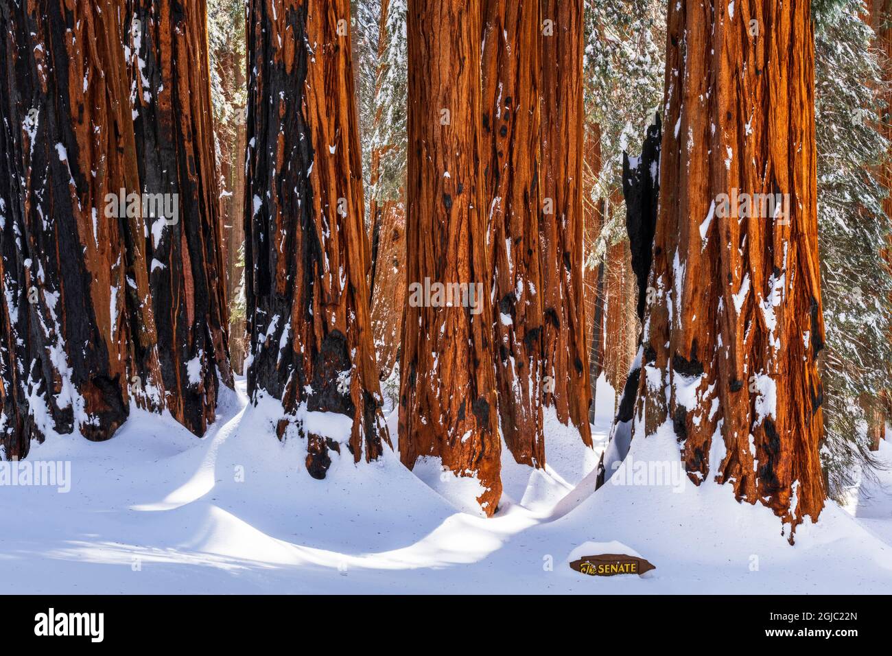 Die Senatsgruppe im Congress Grove im Winter, Giant Forest, Sequoia National Park, Kalifornien, USA. Stockfoto