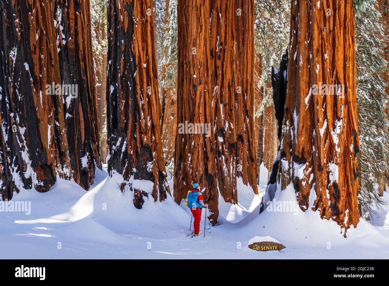 Skifahrer im Congress Grove bei der Senate Group, Giant Forest, Sequoia National Park, Kalifornien, USA. (MR) Stockfoto
