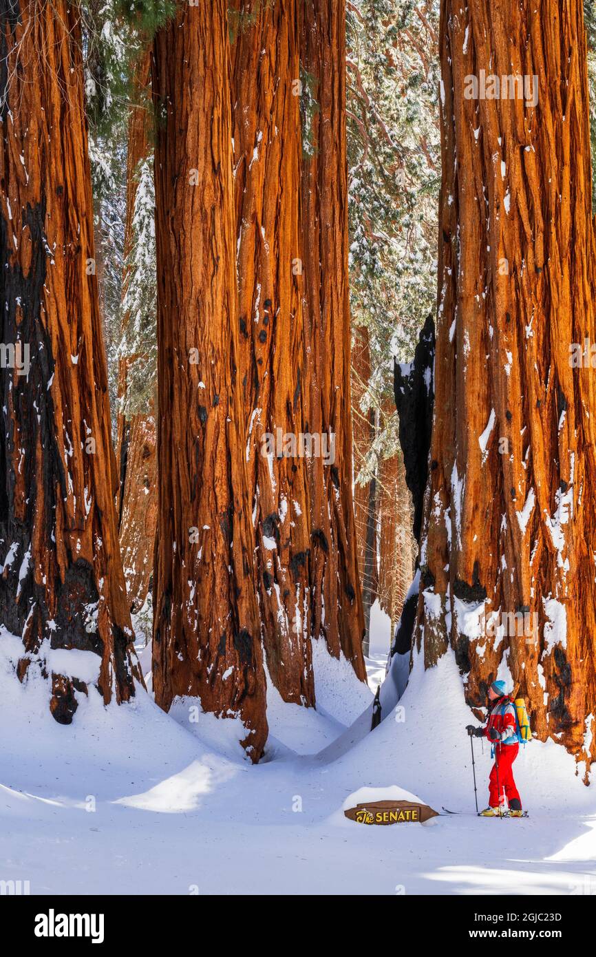 Skifahrer im Congress Grove bei der Senate Group, Giant Forest, Sequoia National Park, Kalifornien, USA. (MR) Stockfoto