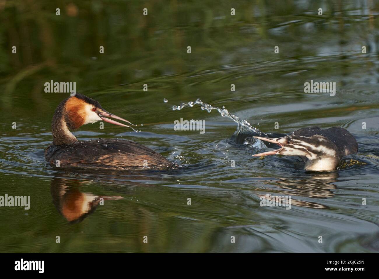 Interaktion zwischen dem Elternteil des Großkrebsen (Podiceps cristatus) und dem Nachwuchs, wenn der Erwachsene kürzlich gefangenen Fisch an der Hamamauer in Somerset isst Stockfoto