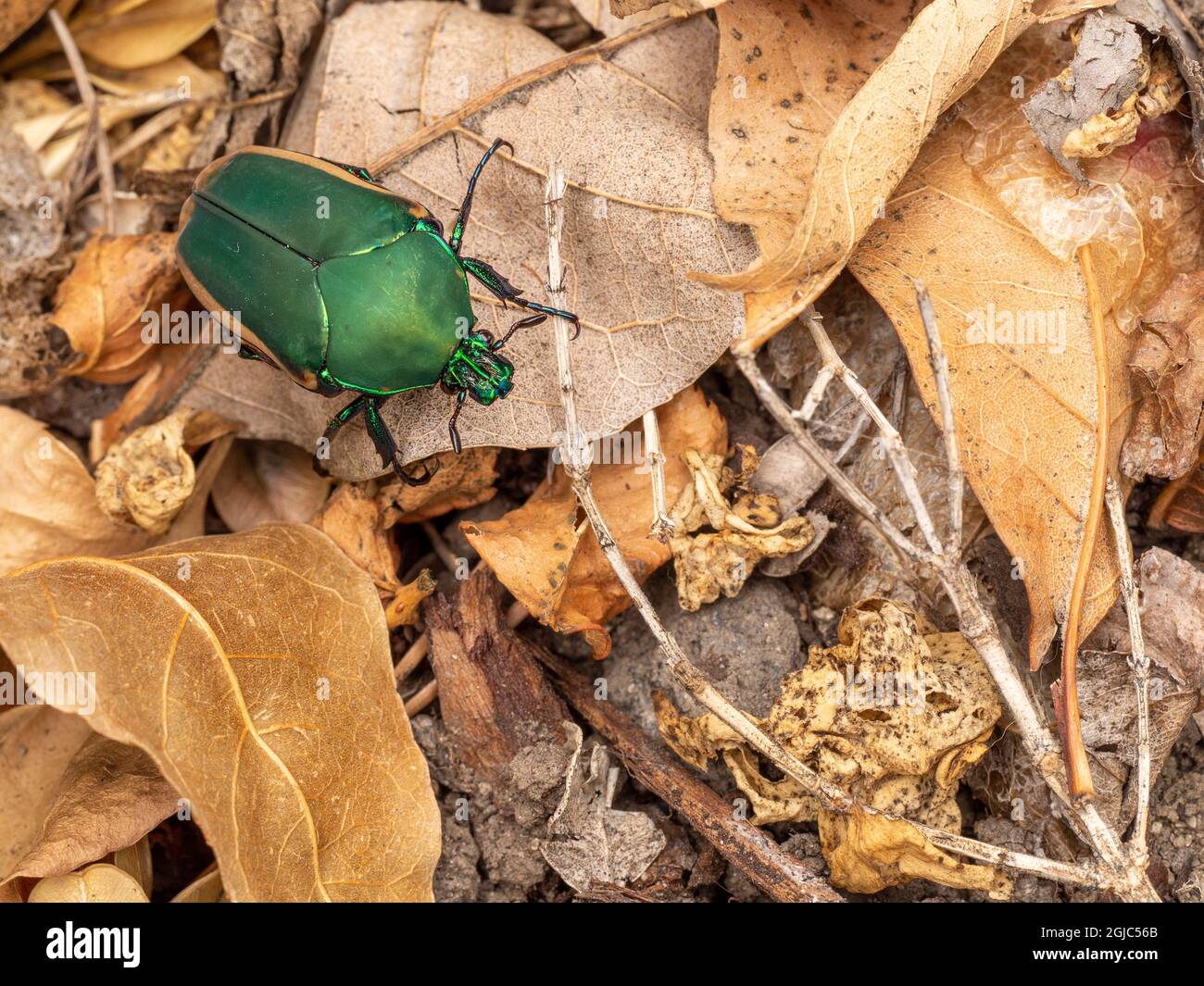 Schmuckartige grüne Käfer (ein Skarabäus), groß, aber harmlos, in Los Angeles verbreitet. Stockfoto