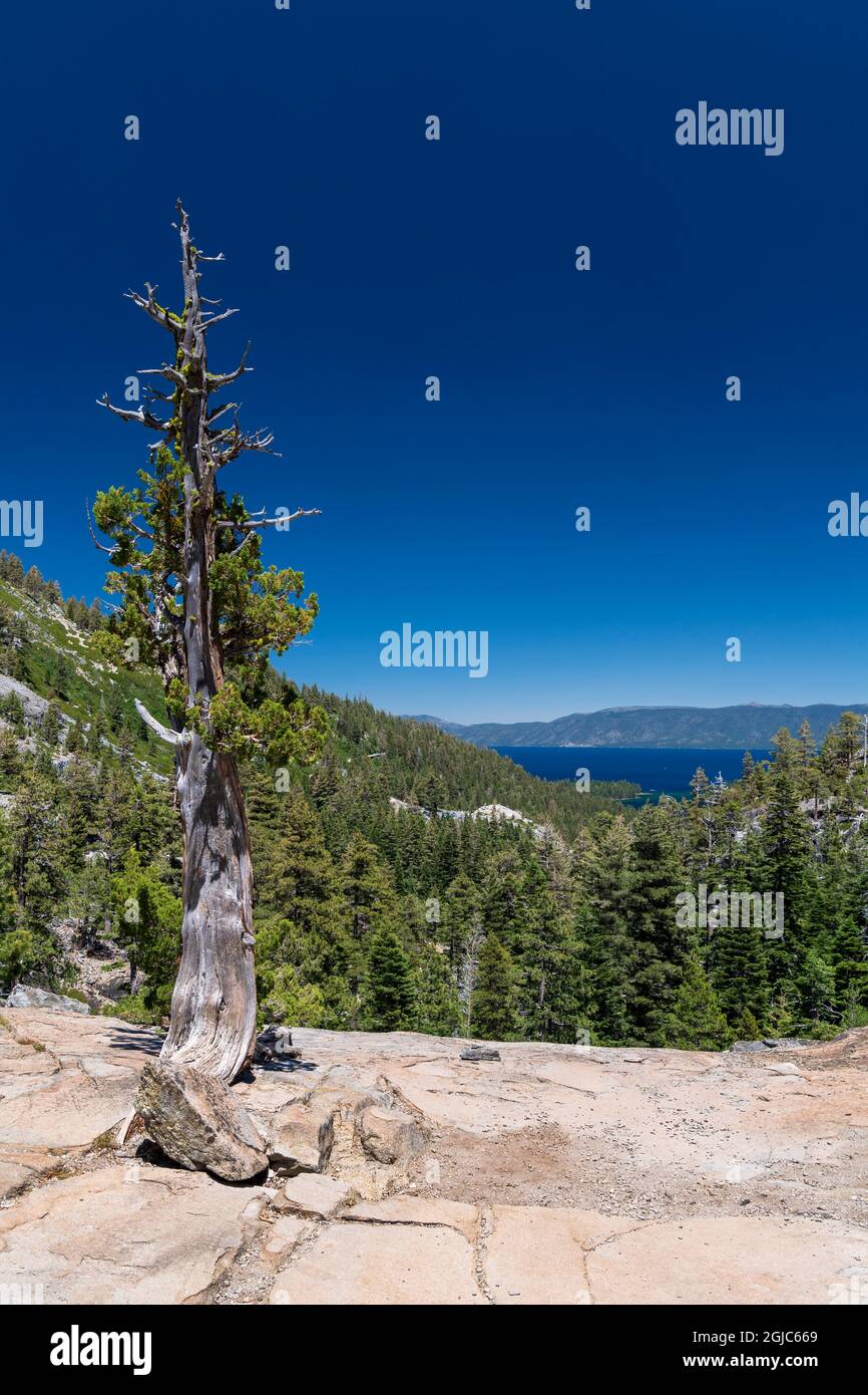 Old Sugar Pine in einem Felsvorsprung mit Blick auf die Emerald Bay am Eagle Lake Trail, Lake Tahoe, Kalifornien. Stockfoto