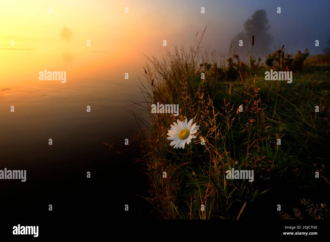 Einzelne wilde weiße Gänseblümchen am Ufer des Flusses mit Nebel oder Nebel und Morgensonne Sonnenlicht golden Stockfoto