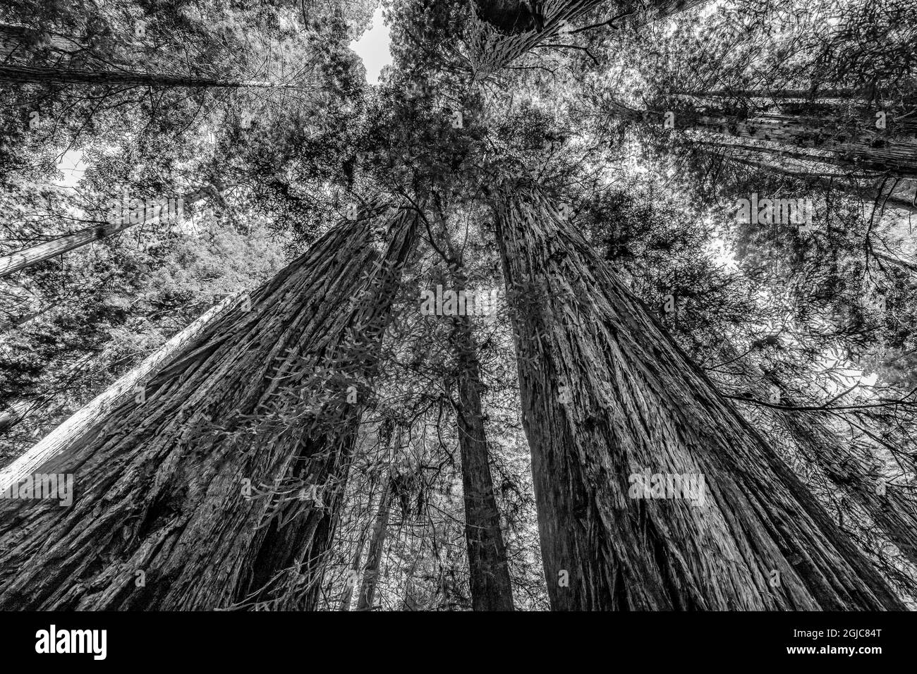 Grüner, hoch aufragender Baum, Redwoods National Park, Newton B Drury Drive, Crescent City, Kalifornien. Die höchsten Bäume der Welt, Tausende von Jahren alt. Stockfoto