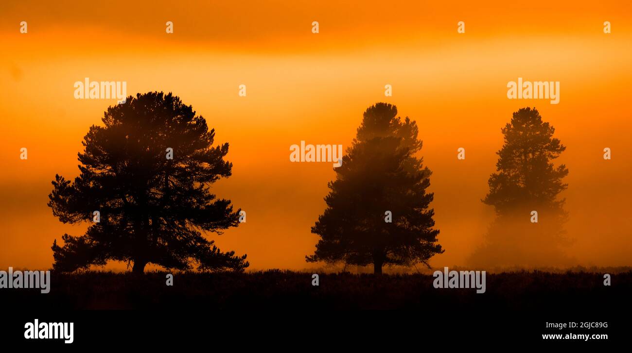 Sonnenaufgang am Morgen mit Bäumen und Fluss unter blauem Himmel und glühendem Nebel Stockfoto