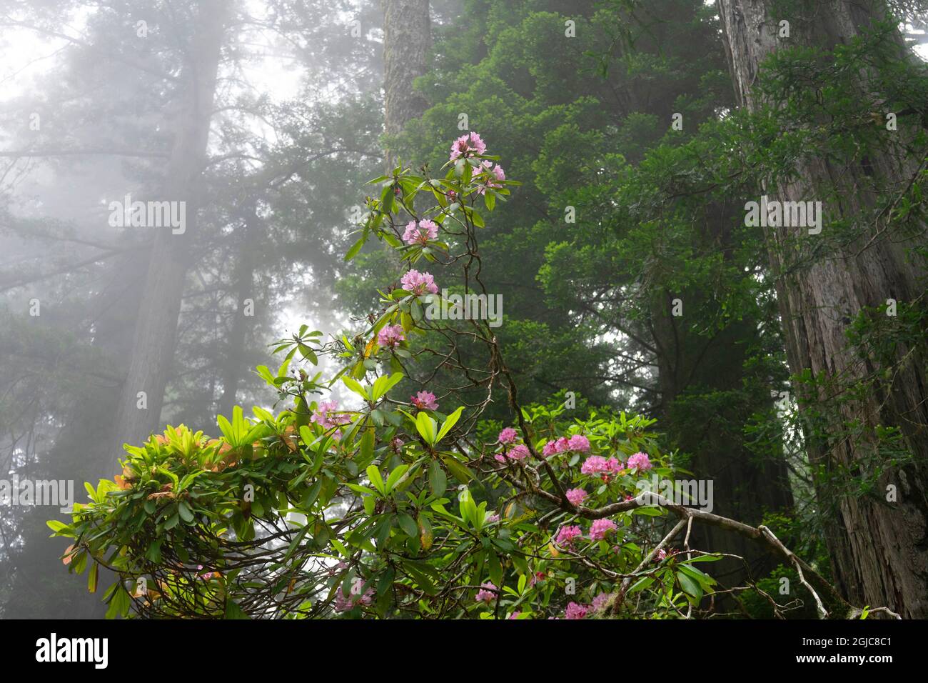Küstennebel und hoch aufragende Bäume, rosa Rhododendron, Lady Bird Johnson Grove, Redwoods National Park, Kalifornien. Die höchsten Bäume der Welt, Tausende Stockfoto