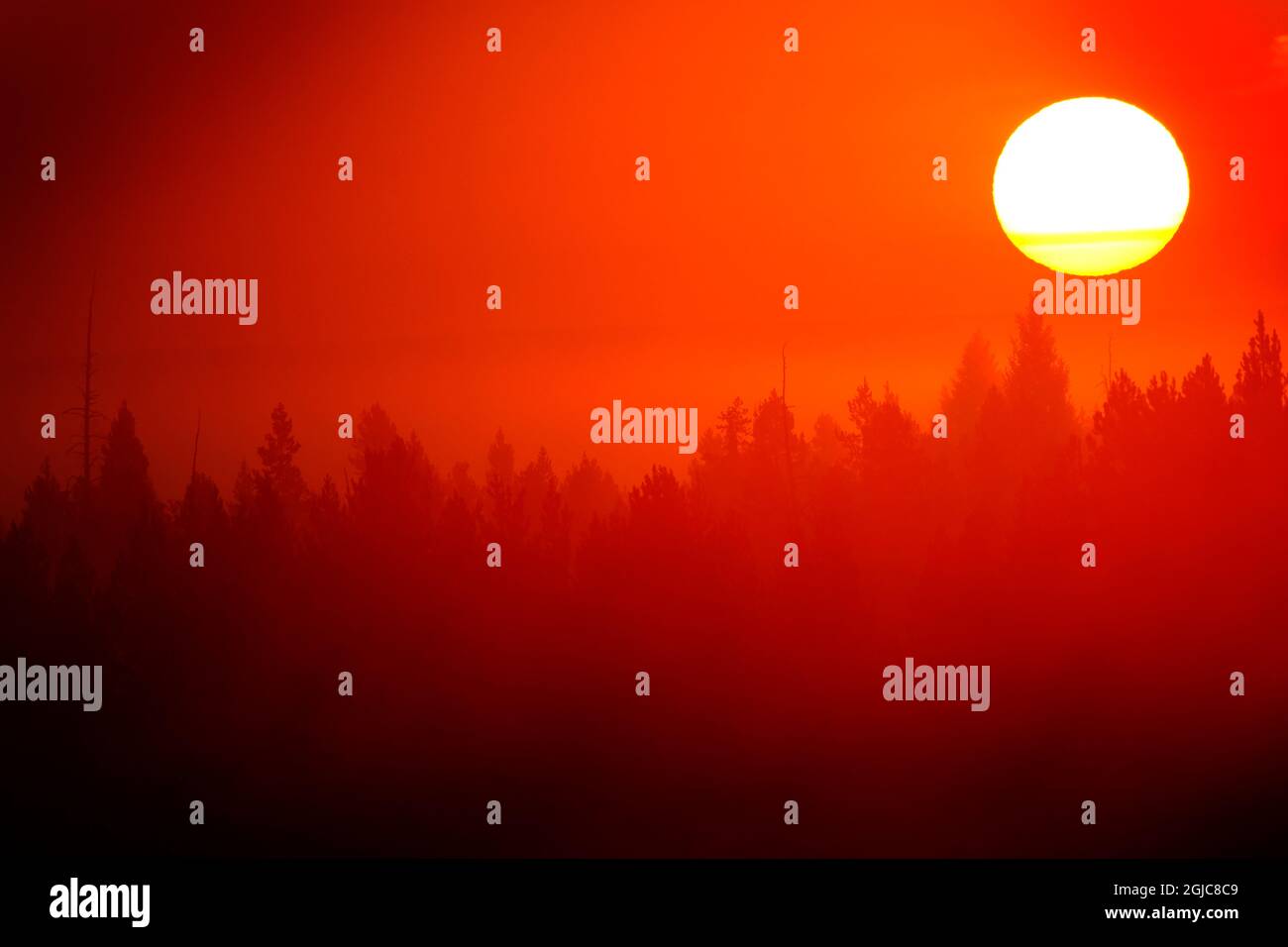 Sonnenlicht, das im Morgennebel goldorange leuchtet und Nebel in der Wildnis des Pinienwaldes Stockfoto