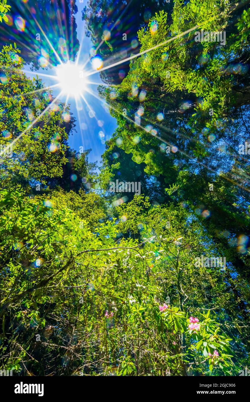 Sonne scheint durch hoch aufragende Bäume, rosa Rhododendron, Lady Bird Johnson Grove, Redwoods National Park, Kalifornien. Höchste Bäume der Welt Stockfoto