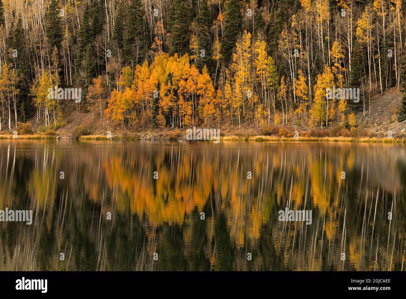 Aspen Bäume im Herbst spiegeln sich auf Crystal Lake bei Sonnenaufgang, Uncompahgre National Forest, in der Nähe von Ouray, Colorado. Stockfoto