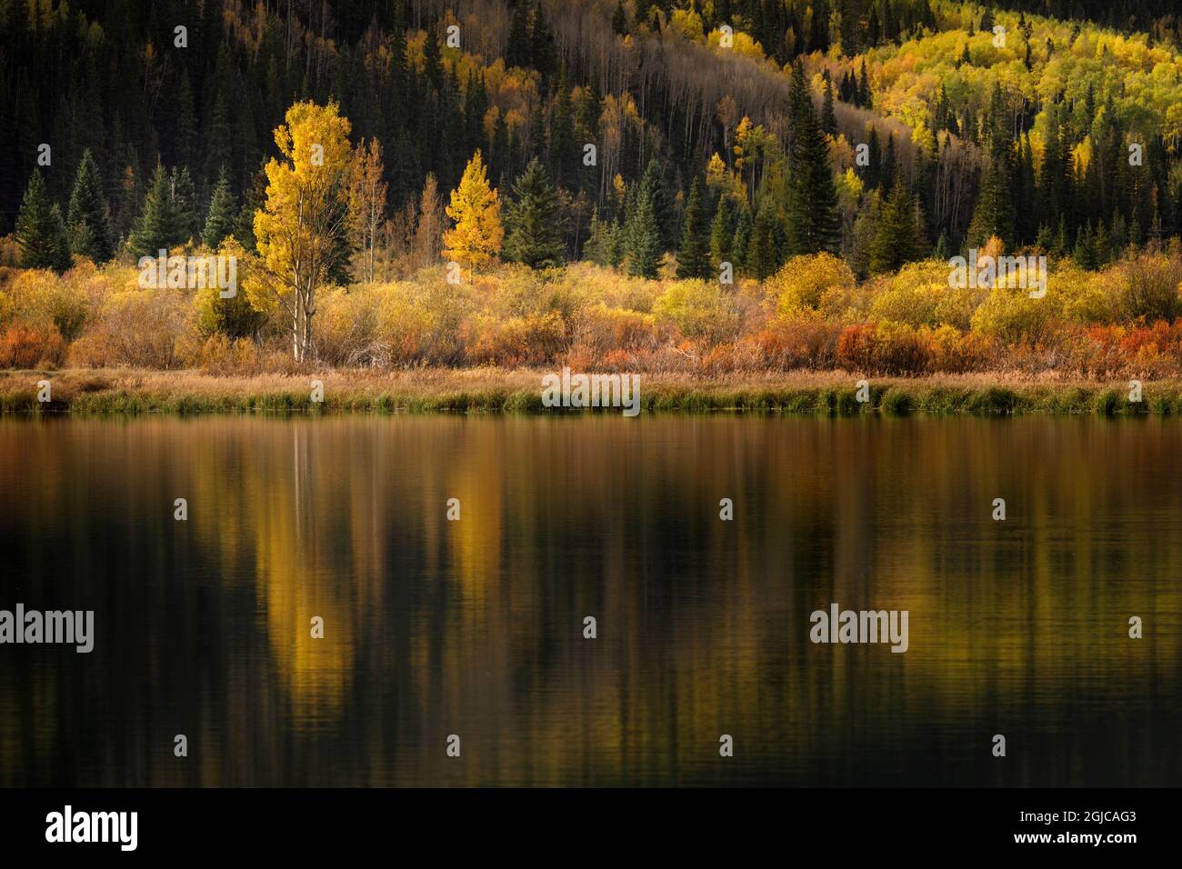 Zwillingsbäume spiegeln sich am Crystal Lake bei Sonnenaufgang, Uncompahgre National Forest, Colorado Stockfoto