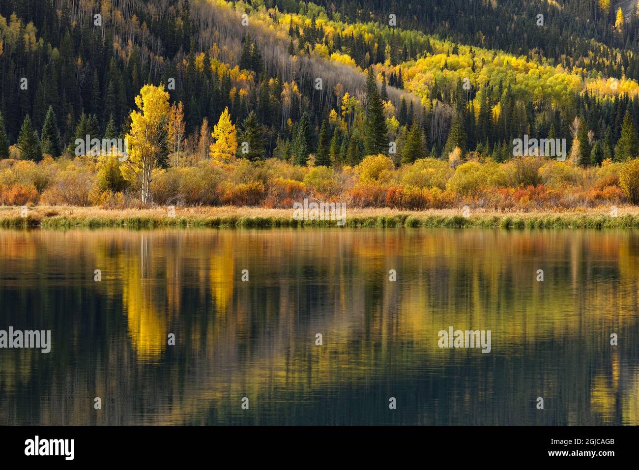 Bäume spiegeln sich am Crystal Lake bei Sonnenaufgang, Uncompahgre National Forest, Colorado Stockfoto