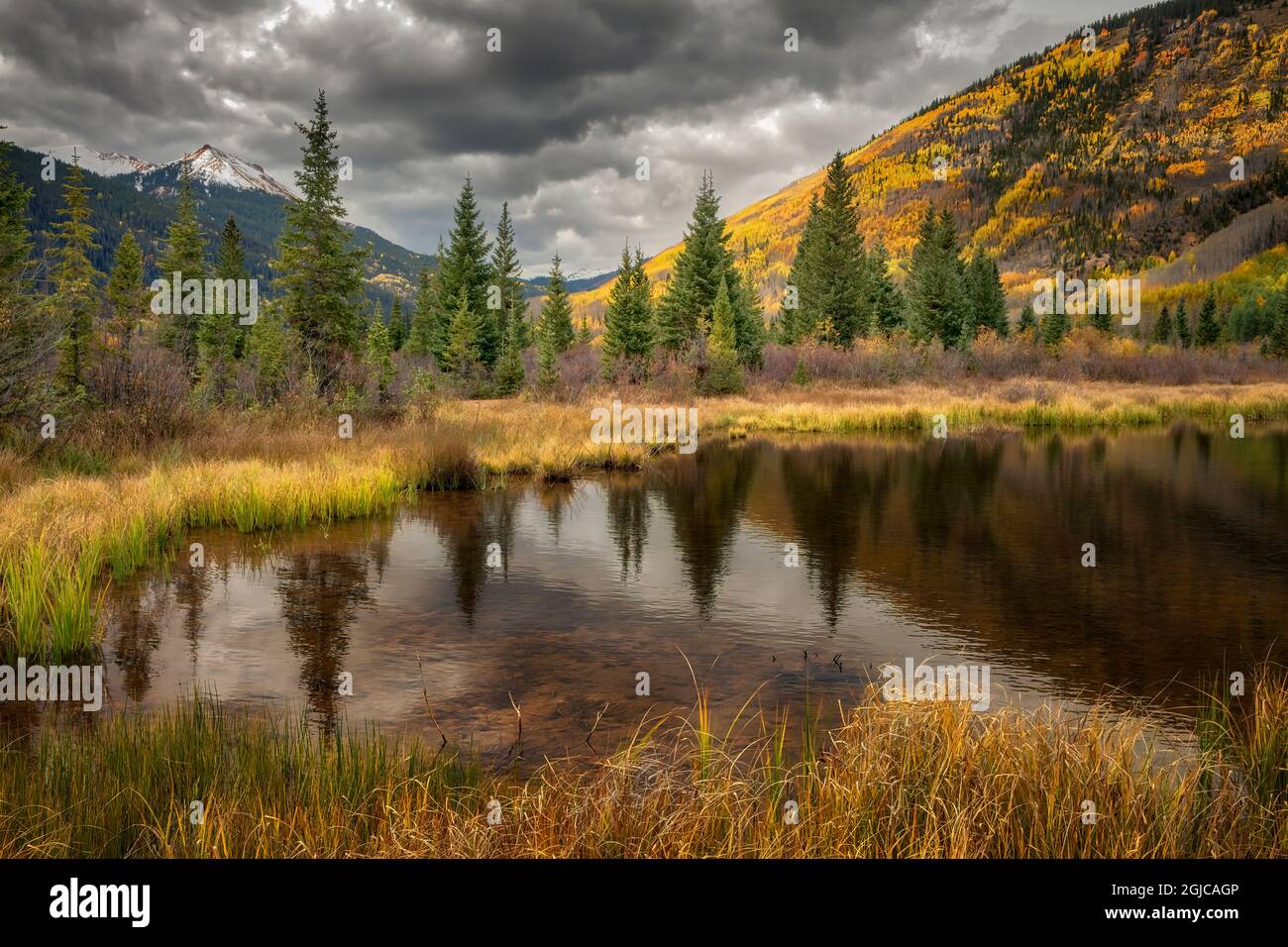 HerbstEspenbäume spiegeln sich auf dem Teich, in der Nähe von Ouray, Uncompahgre National Forest, Colorado Stockfoto