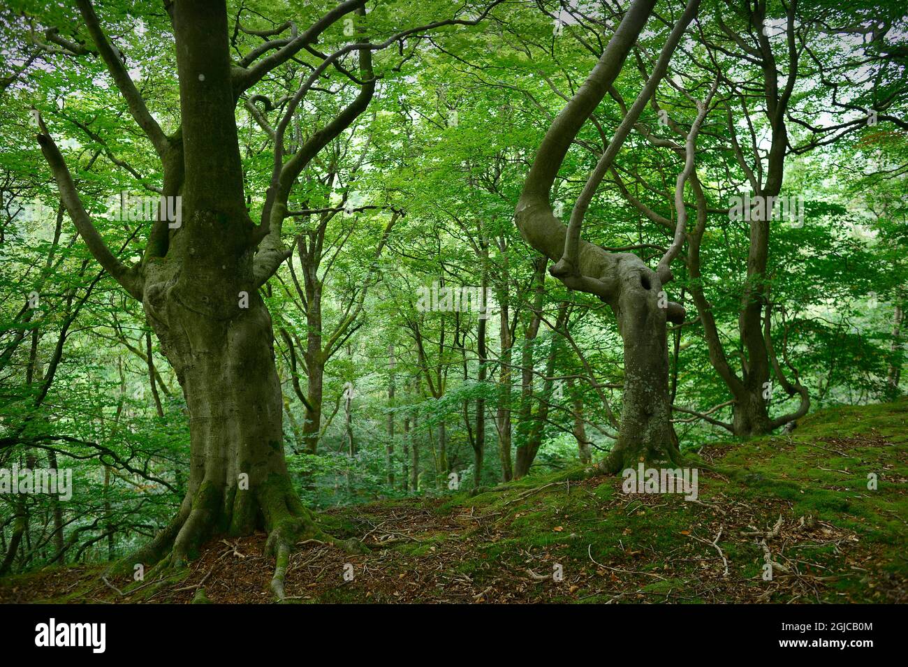 Swinton Estate Forest Masham North Yorkshire England Großbritannien Stockfoto