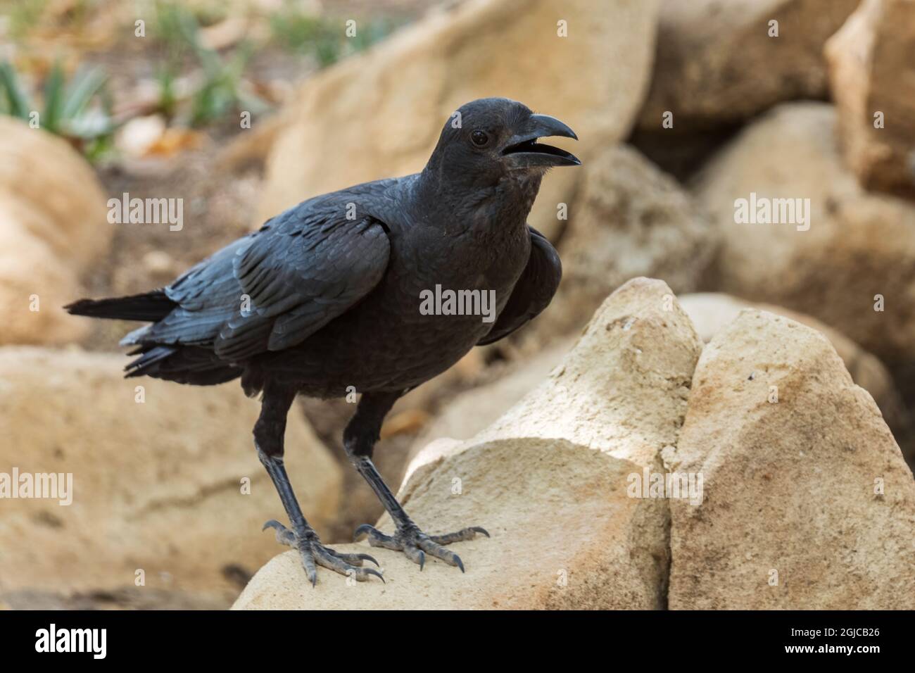 Fantailed Raven - Corvus rhipidurus, großer schwarzer Singvögel aus den Wäldern und Wäldern des Horn von Afrika, Äthiopien. Stockfoto