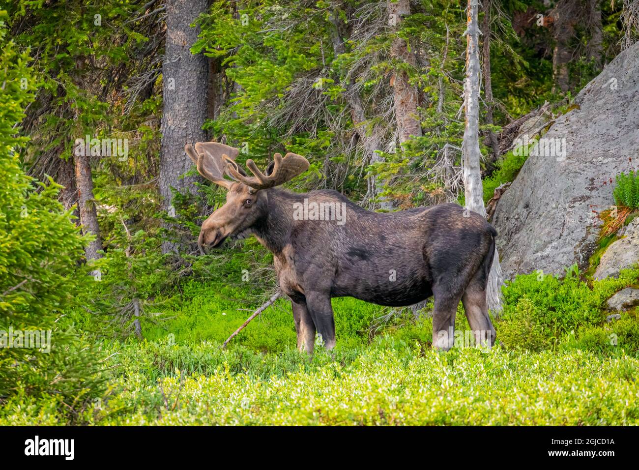 USA, Colorado, Cameron Pass. Bullenelch auf der Wiese. Credit as Fred Lord / Jaynes Gallery / DanitaDelimont.com Stockfoto