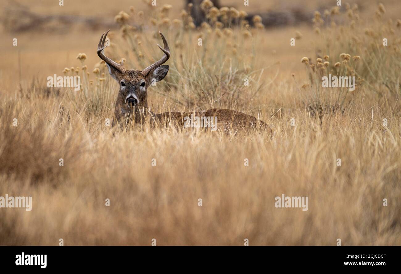 USA, Colorado Tierwelt Stockfoto