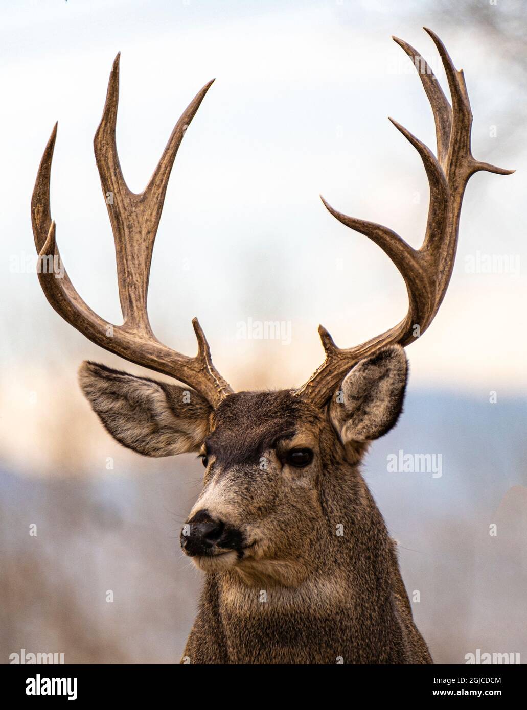 USA, Colorado Tierwelt Stockfoto