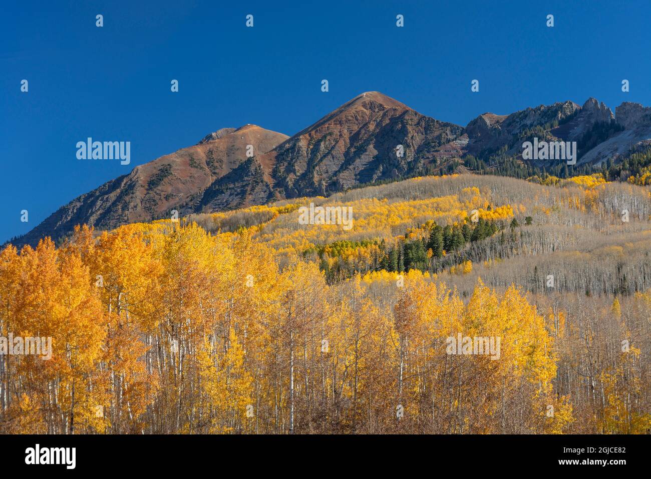 USA, Colorado, Gunnison National Forest; Herbstfarbener Wald aus quakender Espe unter den Gipfeln der Ruby Range (links) und des Dyke (rechts). Stockfoto