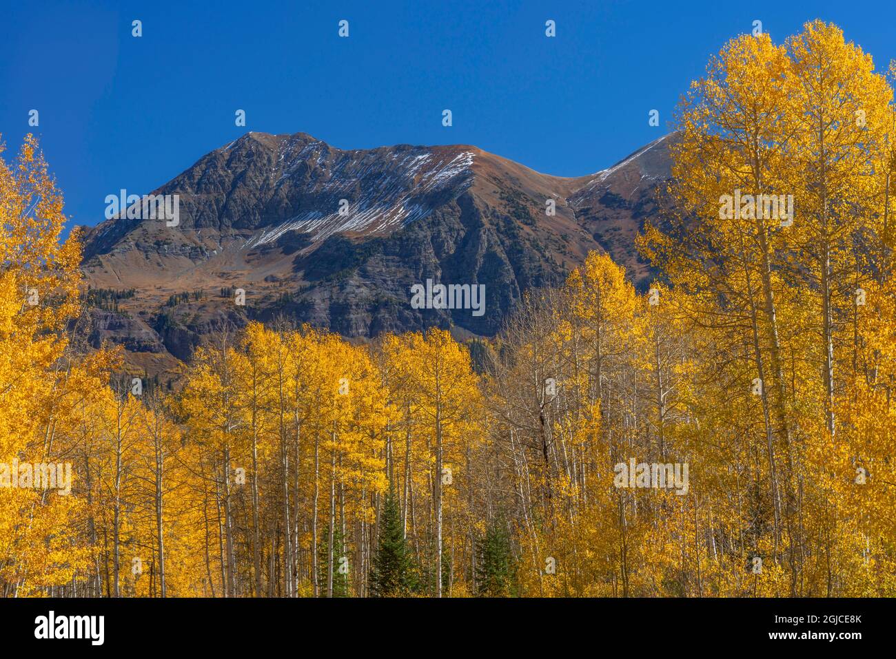 USA, Colorado, Gunnison National Forest; Herbstfarbener Wald aus quakender Espe unter den Gipfeln der Ruby Range. Stockfoto