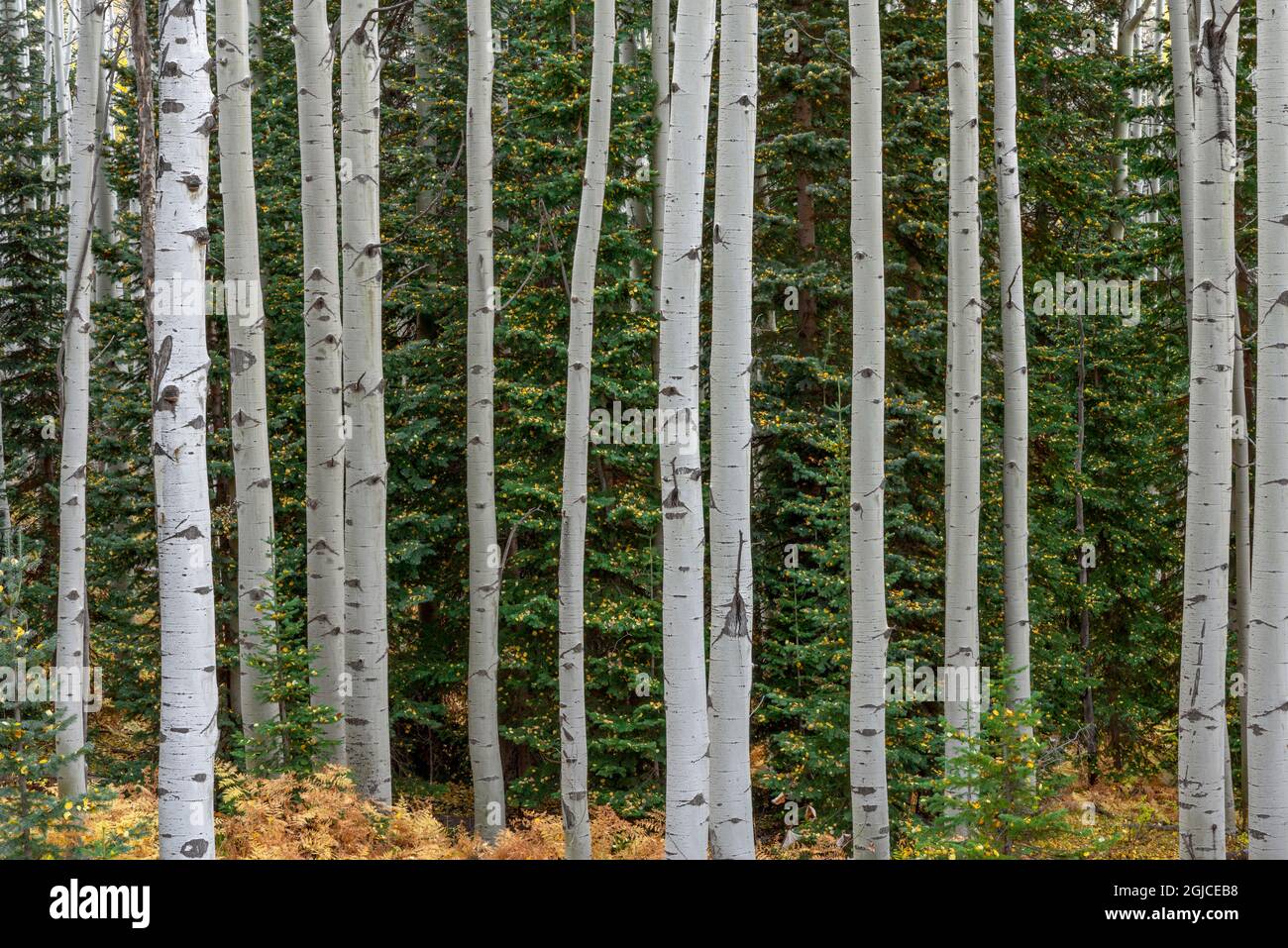 USA, Colorado, Gunnison National Forest, Fichtenbäume und Hain aus quakenden Espen im Herbst; West Elk Mountains. Stockfoto