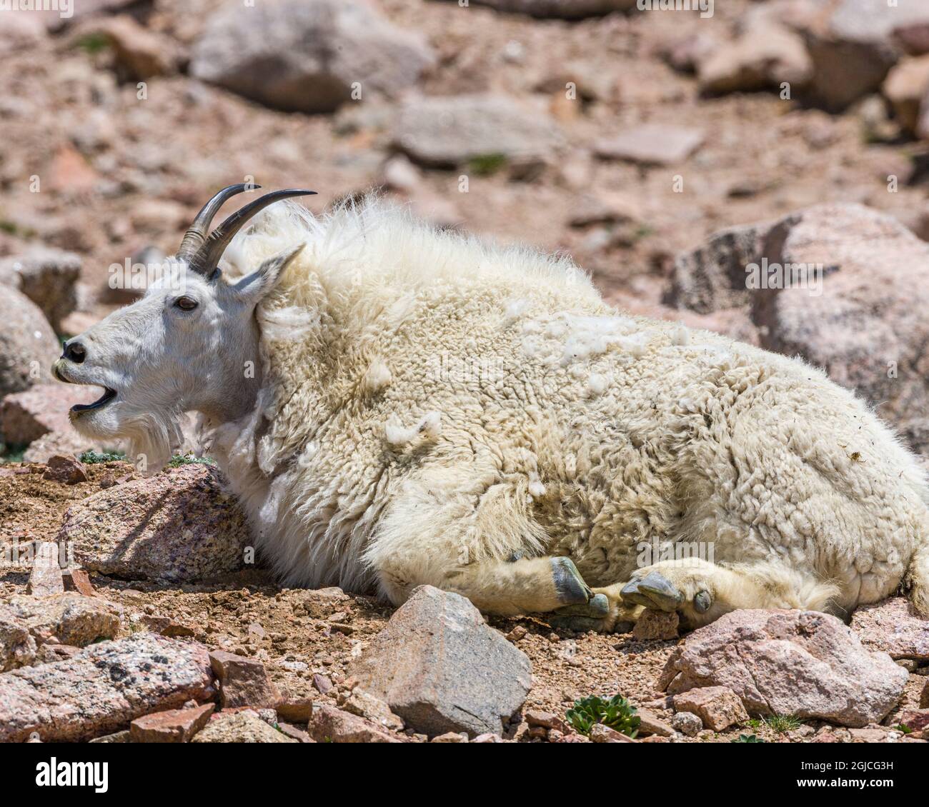 Bergziegen, Colorado, Rocky Mountains. Stockfoto