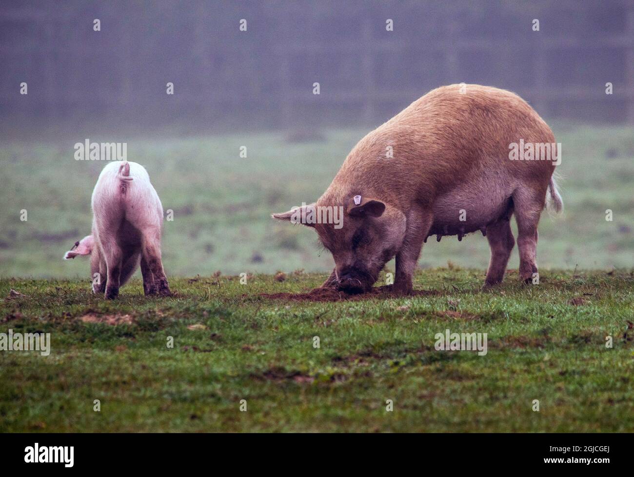 Schweine, die für die Pannage-Saison im Neuen Wald freigesetzt wurden, Verzehr von Eicheln, die für Ponys giftig sind Stockfoto