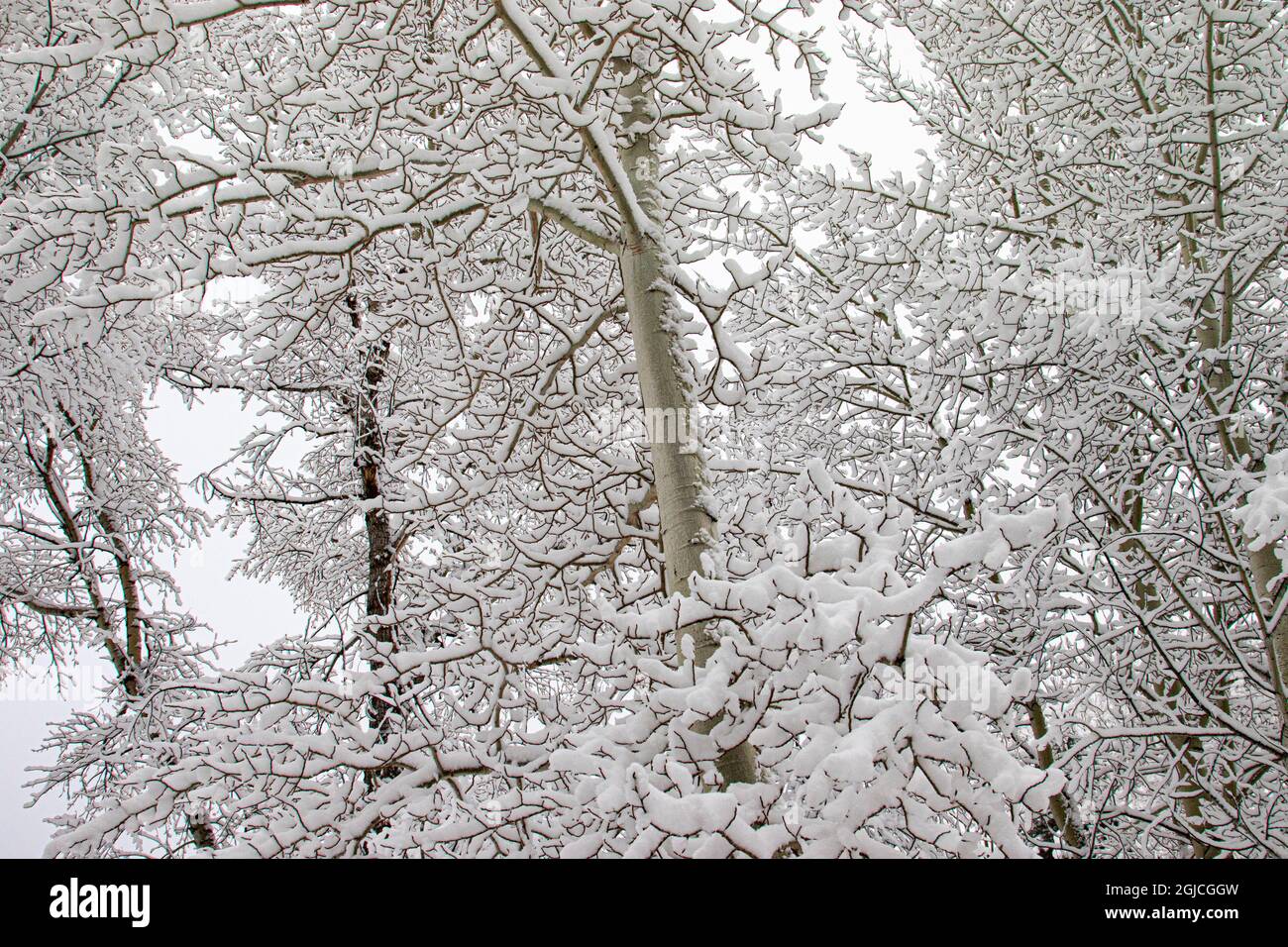 Aspen Bäume bedeckt mit Neuschnee in einem Colorado Winter. Stockfoto