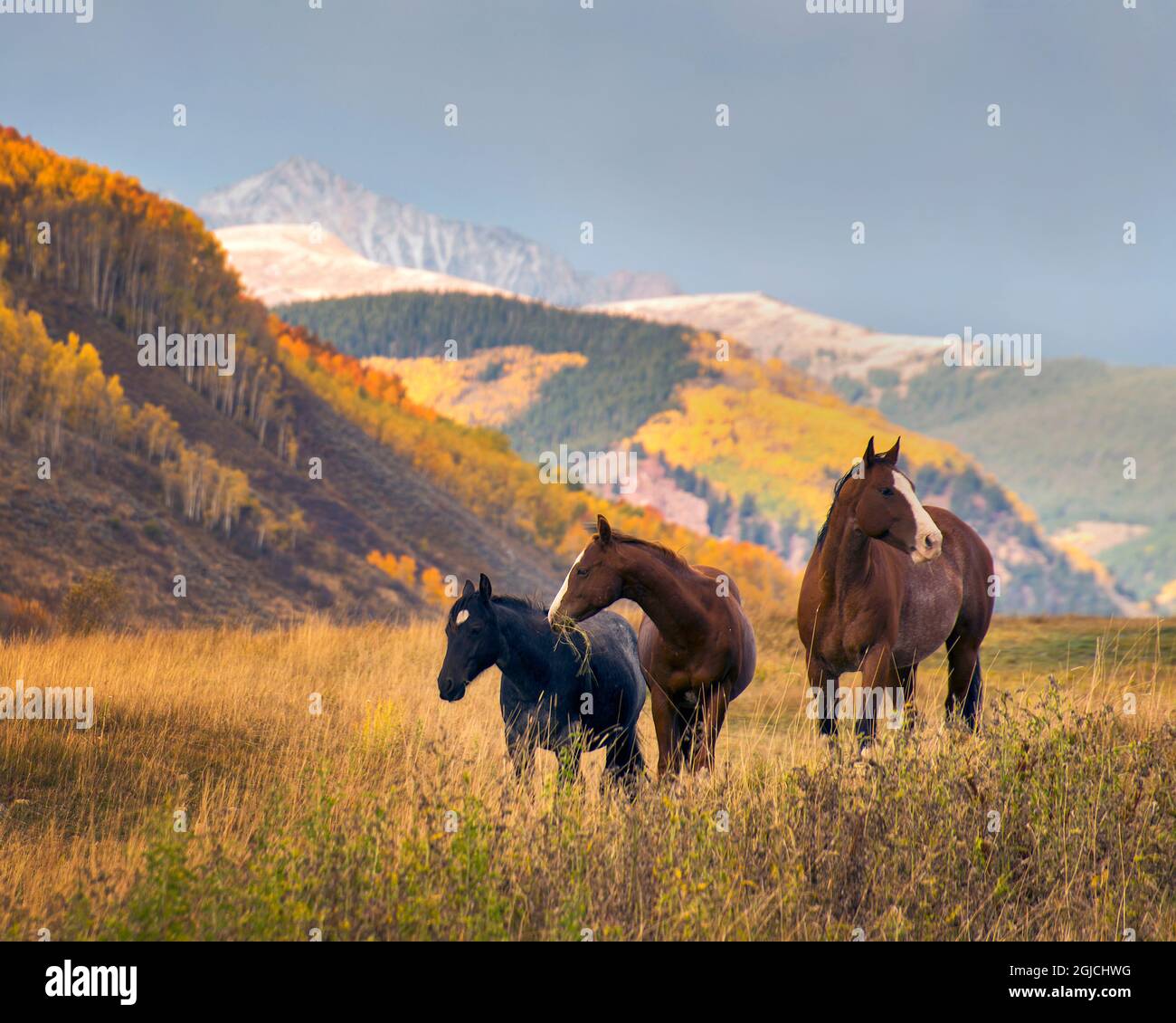 Pferde grasen im Herbst in den Rocky Mountains in der Nähe von Crested Butte Stockfoto