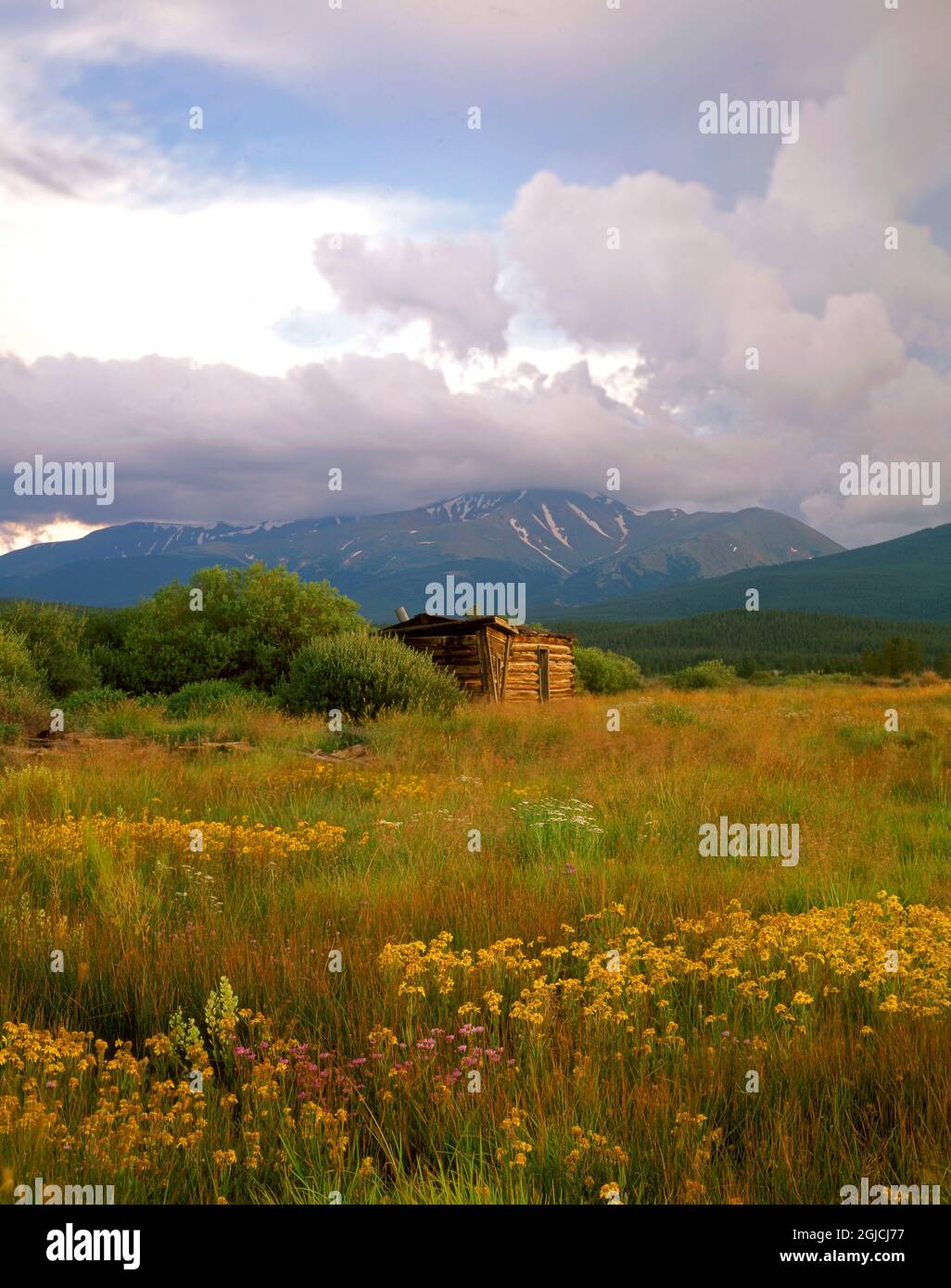 Eine Bergarbeiterhütte liegt im Schatten von Colorados höchstem Gipfel, Mt. Elbert in den Rocky Mountains Stockfoto