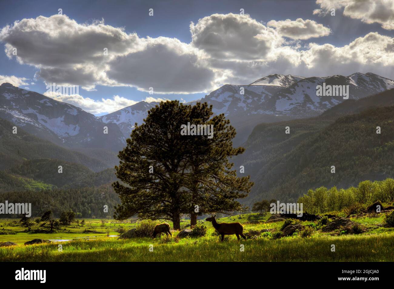 Zwei Elche grasen an einem perfekten Sommertag im Rocky Mountain National Park in den Rocky Mountains von Colorado Stockfoto