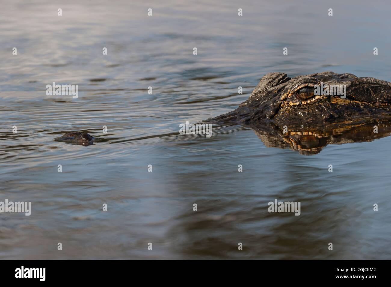 Amerikanischer Alligator aus Augenhöhe mit Wasser, Myakka River State Park, Florida Stockfoto