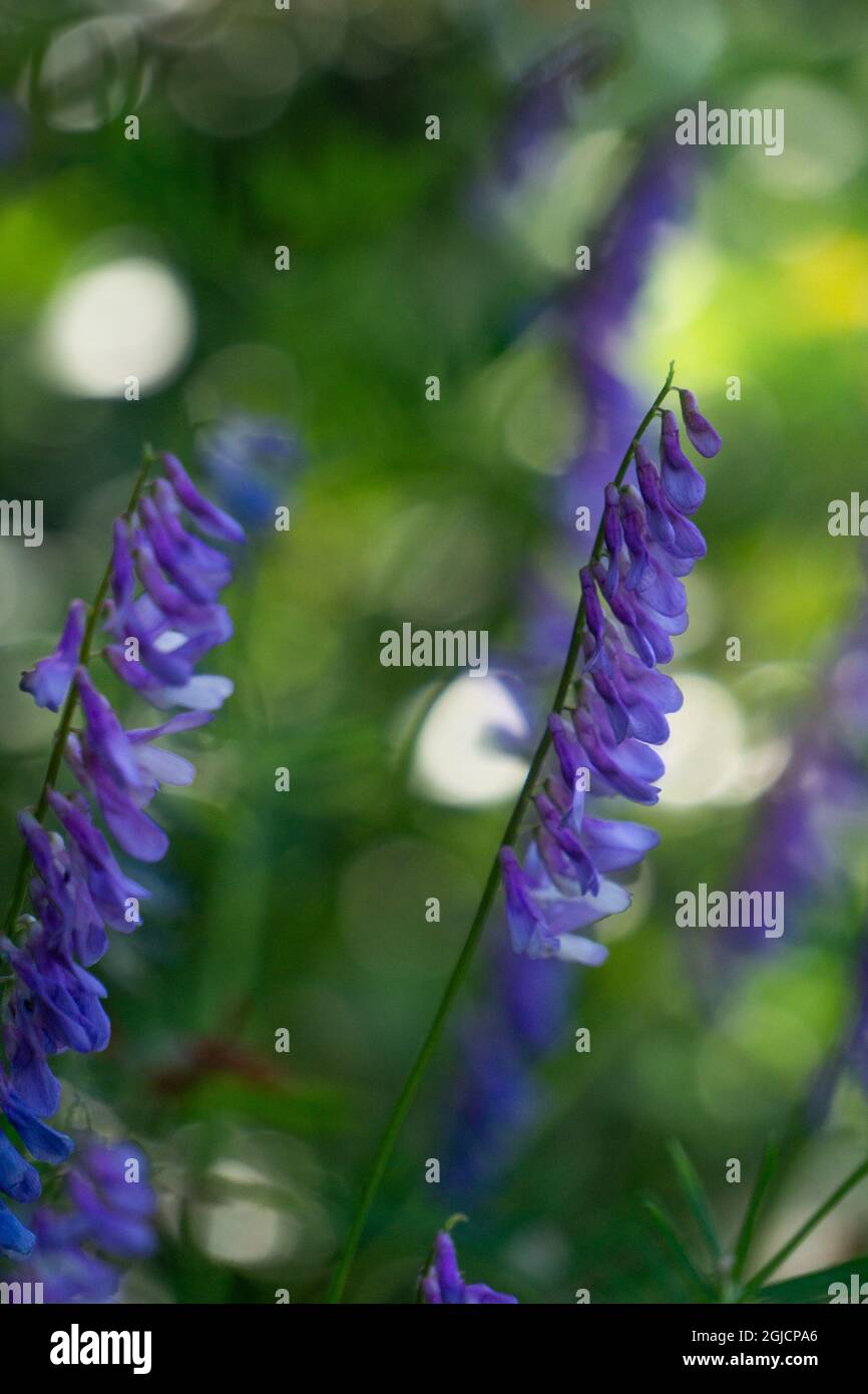Schöne blühende Vicia tenuifolia aus nächster Nähe Stockfoto