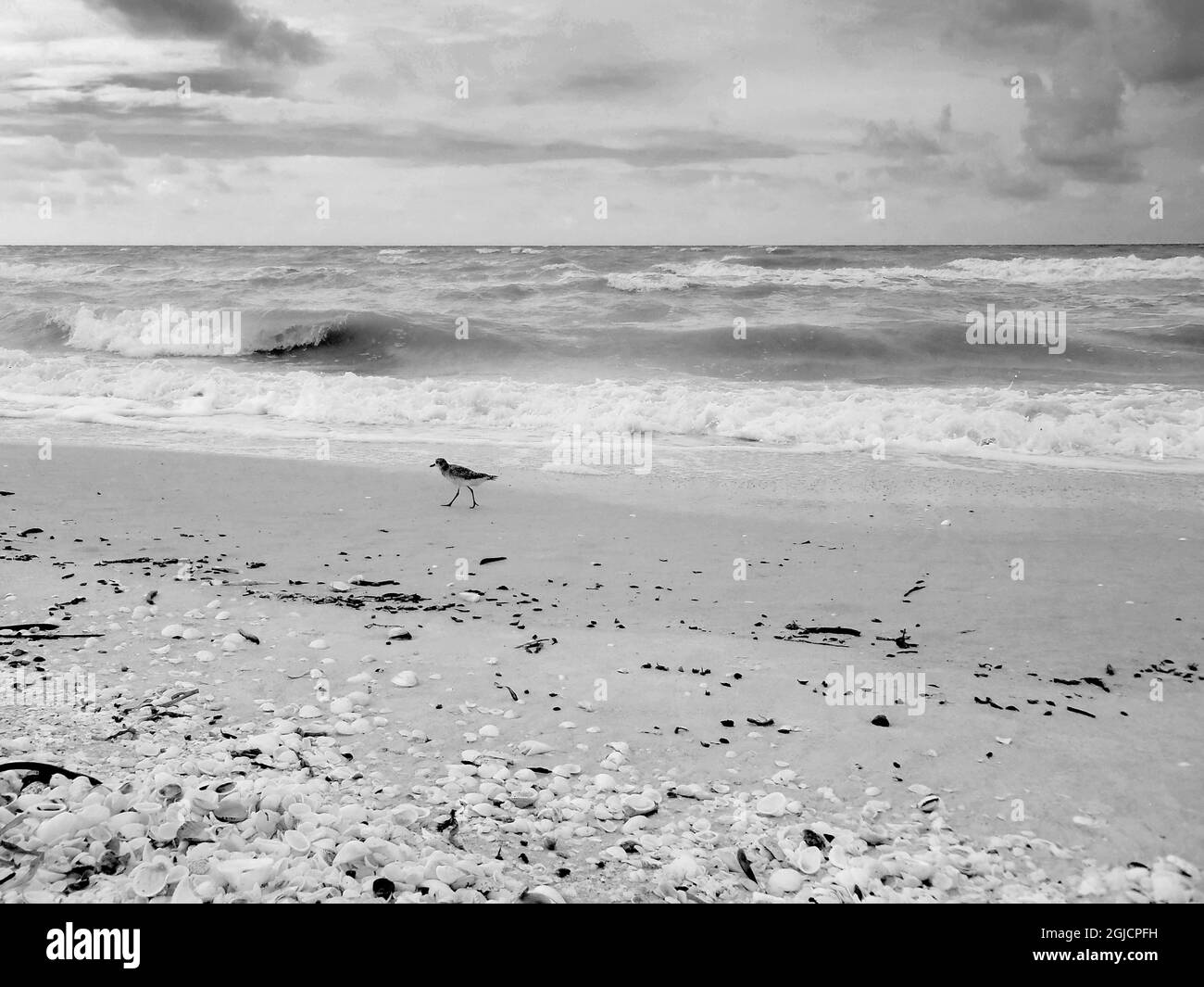 Schwarz-weißer Strand, Sanibel Island, Florida, USA Stockfoto