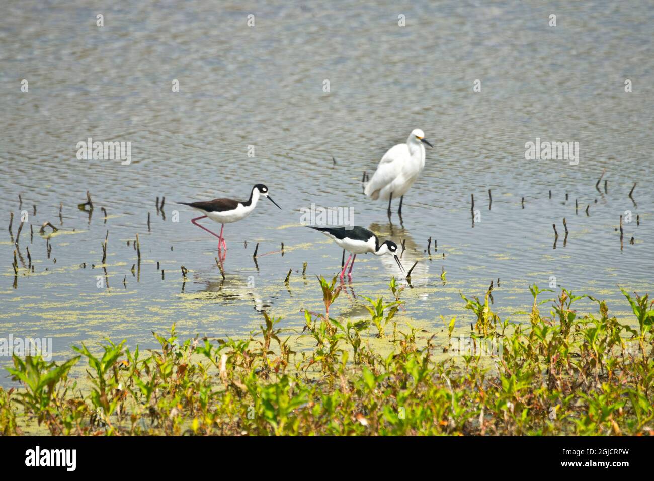 USA, Florida, Sarasota, Celery Fields, Black-Necked Slit und Snowy Egret Stockfoto