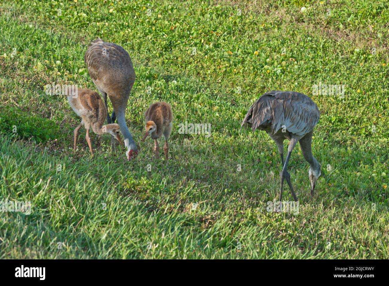 USA, Florida, Charasota, Celery Fields, Sandhill Crane Pair und zwei Küken füttern Stockfoto