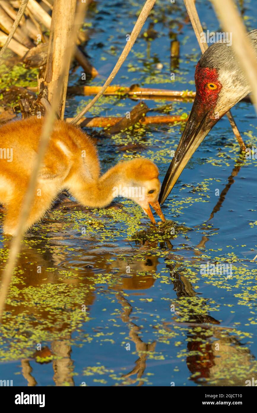 USA, Florida, Orlando Wetlands Park. Elternteil mit Sandhügelkran Küken. Kredit als: Cathy & Gordon Illg / Jaynes Gallery / DanitaDelimont.com Stockfoto