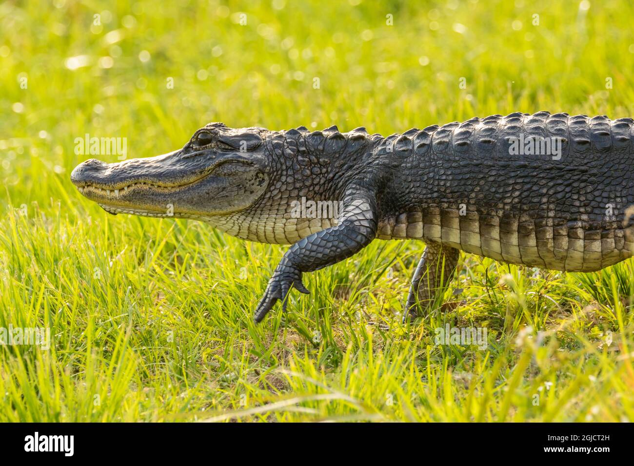USA, Florida, Orlando Wetlands Park. Alligator, der auf Gras läuft. Kredit als: Cathy & Gordon Illg / Jaynes Gallery / DanitaDelimont.com Stockfoto