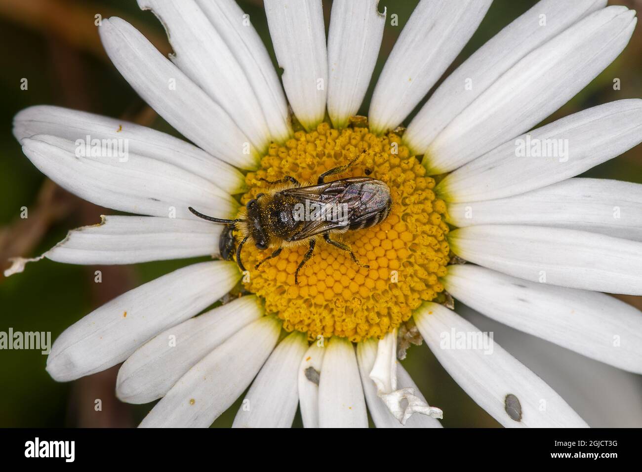 Biene (Colletes daviesanus) auf Ochsenauge-Gänseblümchen (Leucanthemum vulgare) Foto: Ola Jennersten / TT / kod 2754 Stockfoto