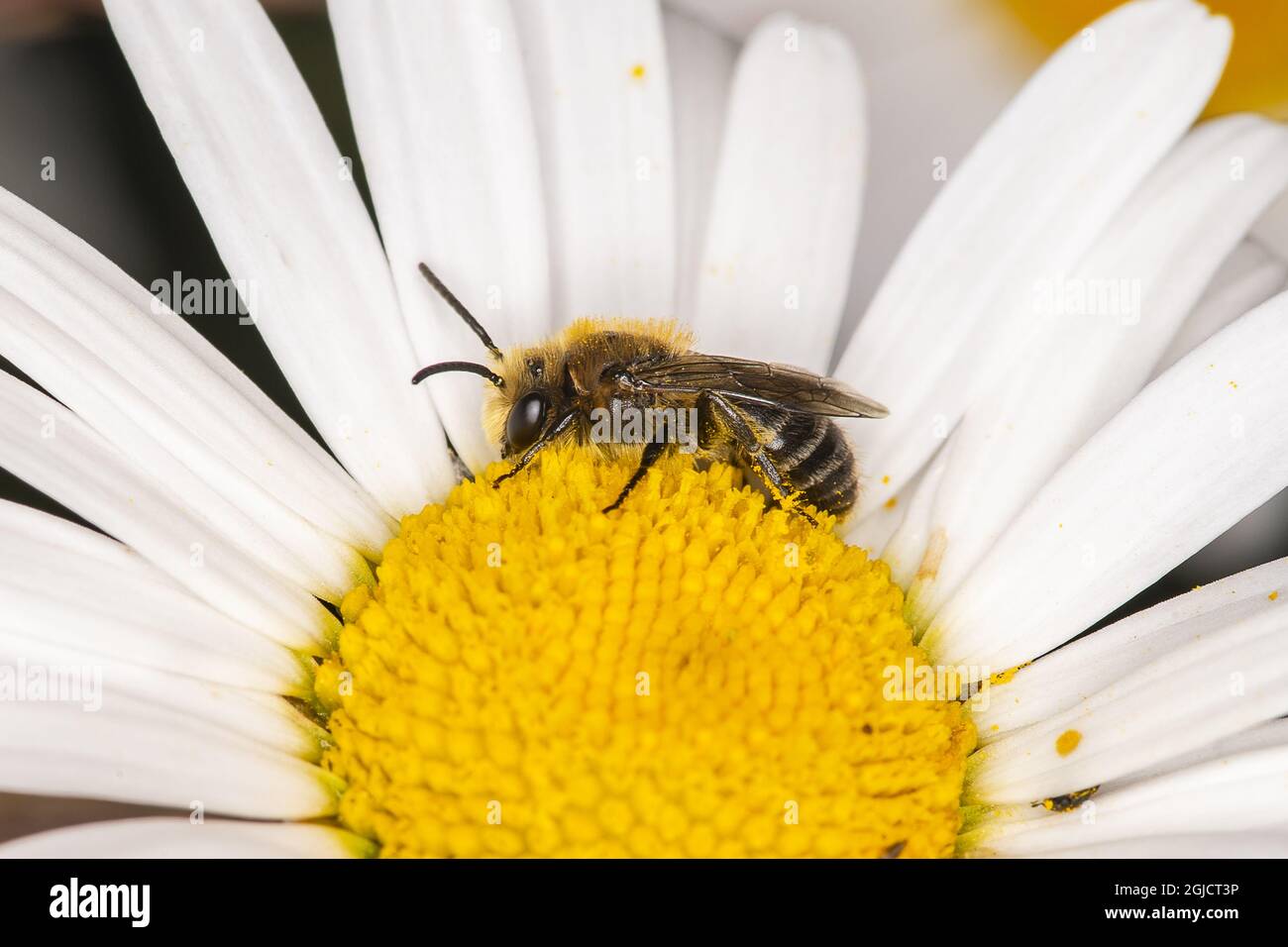 Biene (Colletes daviesanus) auf Ochsenauge-Gänseblümchen (Leucanthemum vulgare) Foto: Ola Jennersten / TT / kod 2754 Stockfoto